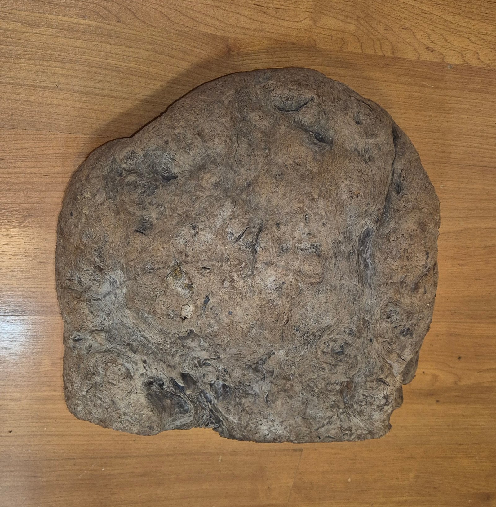 Rare bird's eye red beech burl